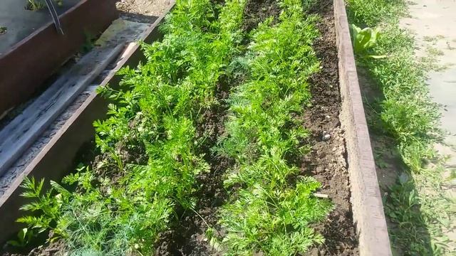 Наша Дача 6 соток! Обзор сада. смотреть онлайн