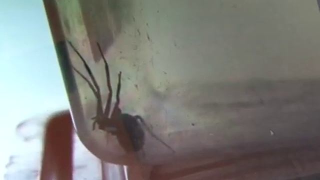 «Черная вдова» в Балашове? смотреть онлайн