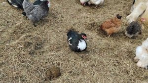 Обзор хозяйства: 120 кур, 15 индоуток и бычок / индоутки занеслись