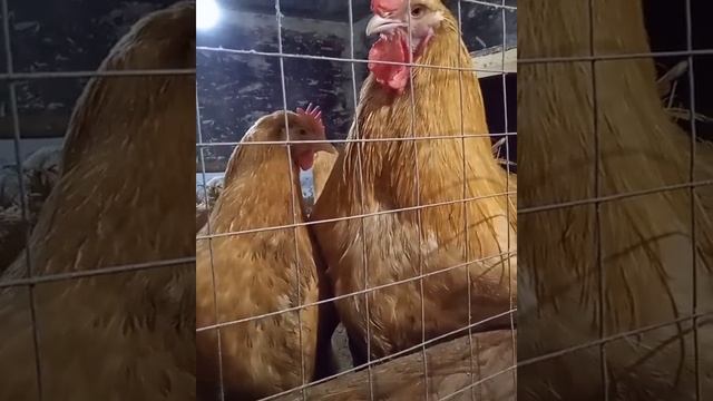 ПАЛЕВЫЙ ОРПИНГТОН.... смотреть онлайн