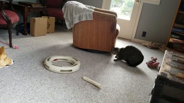 Corgi Meets Cat смотреть онлайн