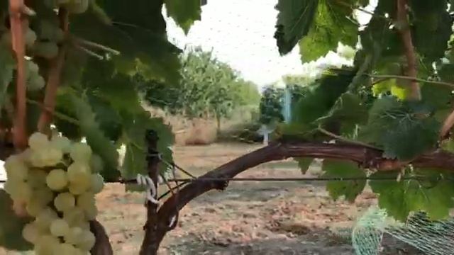 Виноград Рислинг Денде смотреть онлайн