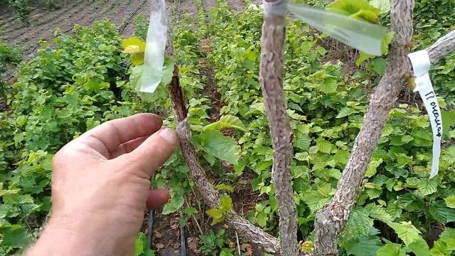 Прививка . ФУНДУКА на МЕДВЕЖИЙ Орех. смотреть онлайн