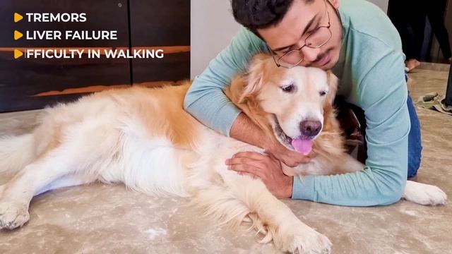 12 Human Foods Golden Retrievers Should NEVER Eat смотреть онлайн