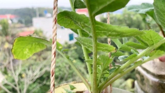 Techniques for growing Red radish at home, growing and cooking delicious смотреть онлайн