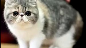 Порода кошек. Экзотическая короткошерстная  кошка.Есть небольшая схожесть с персидской породой.