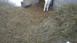 Режим кормления козлят в месяц.