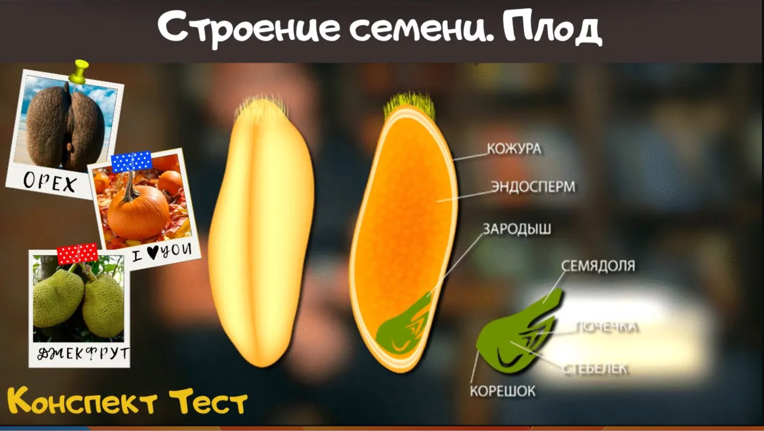 Семя. Строение семени и значение. Биология 6 класс. Плоды. Семена растений Виды плодов Видеоурок ЕГЭ смотреть онлайн