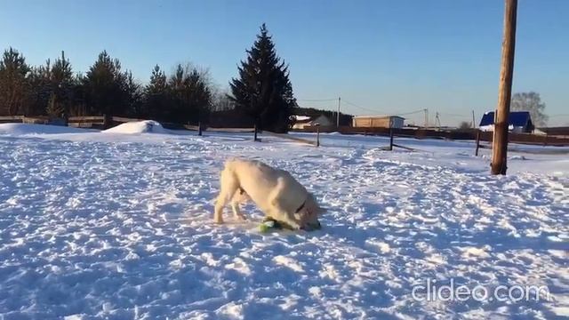 ЩЕНОК ЗОЛОТИСТОГО (ГОЛДЕН) РЕТРИВЕРА смотреть онлайн