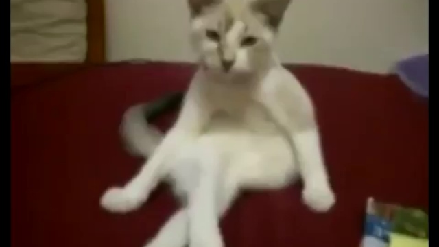 Деловой кошак! смотреть онлайн