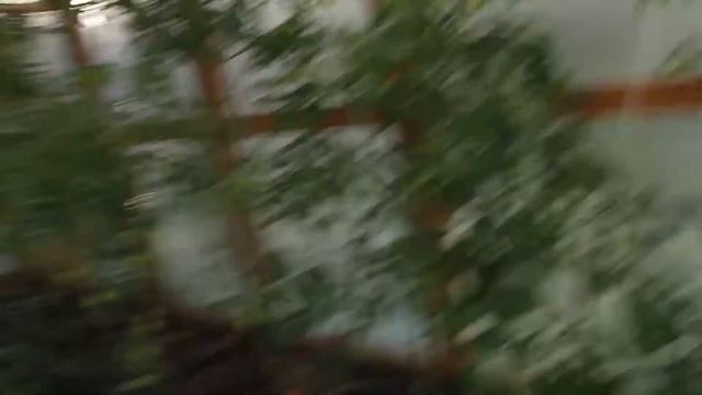 Теплица из досок #своими руками #деревня смотреть онлайн