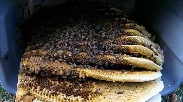 Wayne's Bee's Honey Bee Removal Wellington Florida 3-12-2012 смотреть онлайн