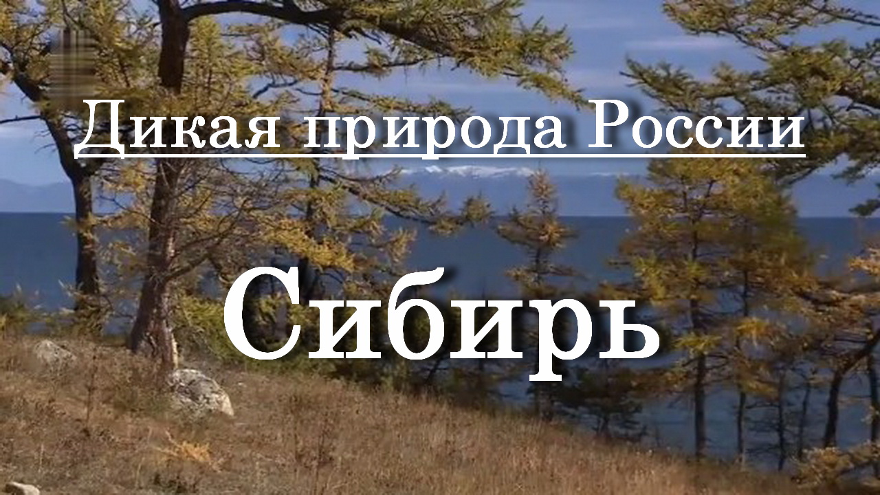 Дикая природа России - Сибирь смотреть онлайн