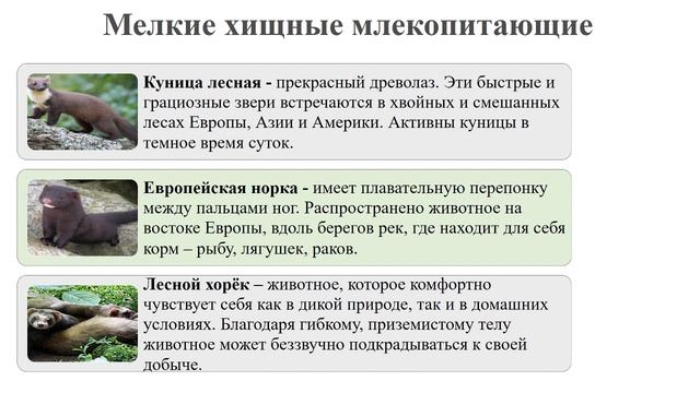 Тип Хордовые. Тема 47. Хищные млекопитающие. Копытные млекопитающие смотреть онлайн