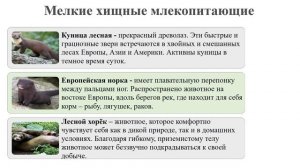 Тип Хордовые. Тема 47. Хищные млекопитающие. Копытные млекопитающие