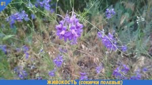 Как выглядит ЖИВОКОСТЬ | СОКИРКИ ПОЛЕВЫЕ: как растет, цветет лекарственное растение
