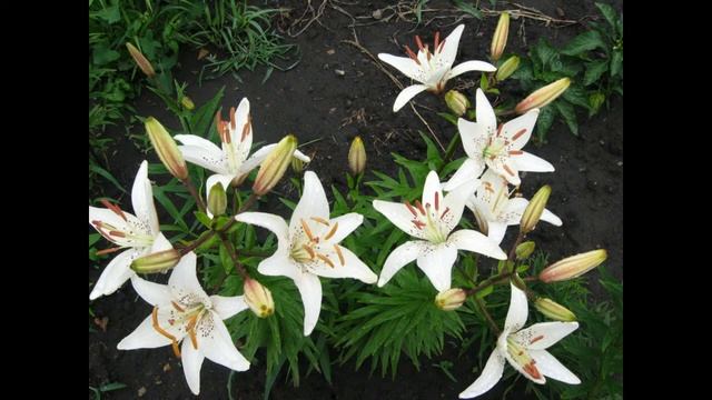 Романс "Воспоминание" - исп. Александр Дрога смотреть онлайн