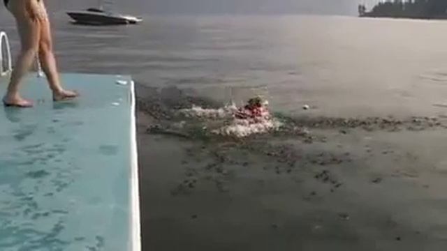 Собака смешно прыгает в воду,прикол