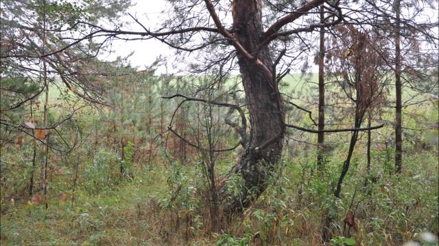 СКРЮЧЕННЫЕ НОЖКИ смотреть онлайн