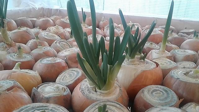 Как вырастить зеленый лук на подоконнике в воде. смотреть онлайн