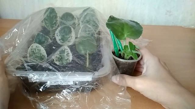 Выбираем тепличку для фиалок смотреть онлайн