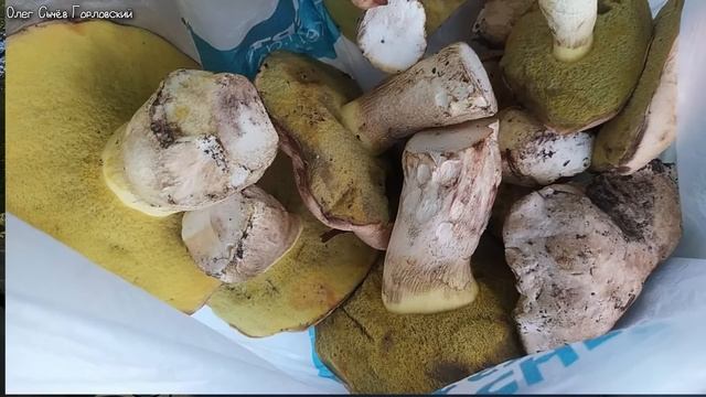 Убрали таможню между Донбассом и Россией... смотреть онлайн