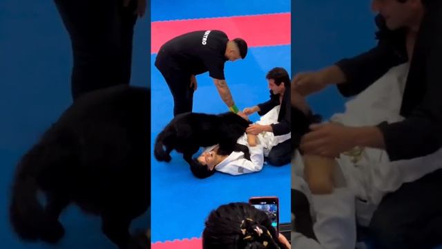 самое милое видео❤️ #дзюдо #bjj смотреть онлайн