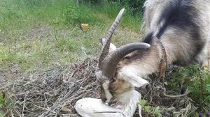 Окот козы первокотки