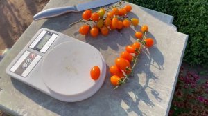 Томат ОРАНЖЕВЫЙ ФОНТАН