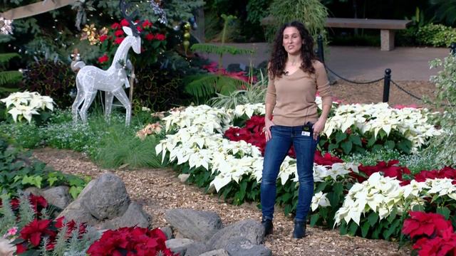 'It is incredibly unique among conservatories': A Hometowns tour of the Mitchell Park Domes смотреть онлайн