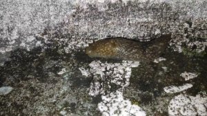 Шок! Что будет если посолить слизня или улитку / реакция слизня на соль