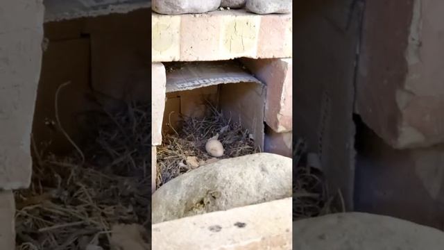 КУРОПАТКА снесла ЯЙЦО в домашних условиях|| Тухмонии  КАБК дар шароити ХОНА смотреть онлайн