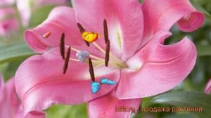 Лилия от-гибрид Робина (lilium ot-hybrids robina) ? Робина обзор: как сажать, луковицы лилии Робина