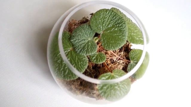 Begonia Crispula(베고니아 크리스퓰라)