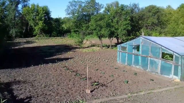 113 Цыплят ЛАМАН БРАУН 5 дней. Как растут, сколько едят. Как планирую расширять свинарник и курятни