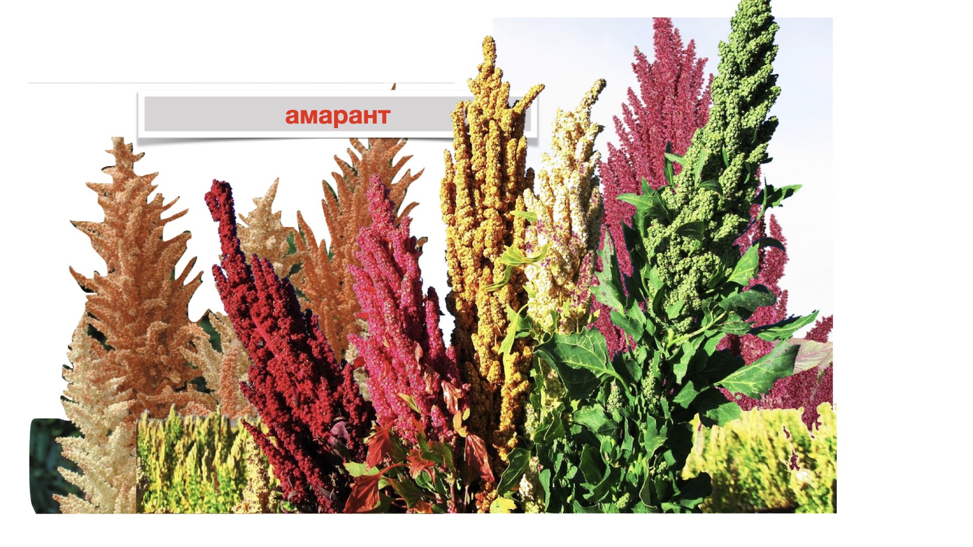 Амарант. Какой сорт выбрать? смотреть онлайн