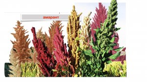 Амарант. Какой сорт выбрать?