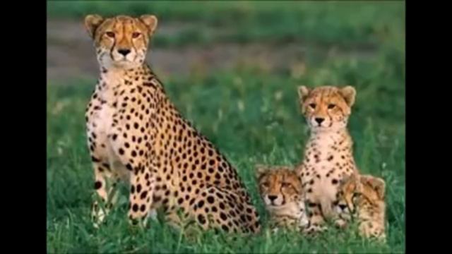 Cheetah
