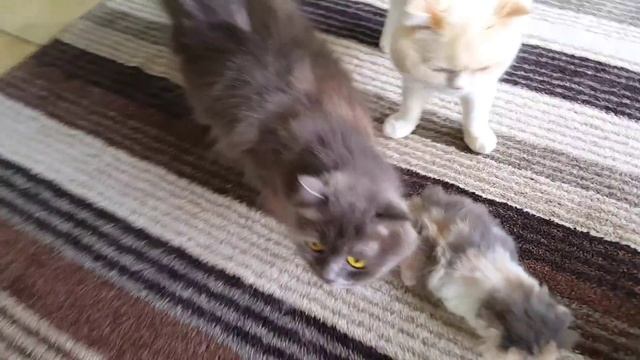 Реакция - подарили котенка! Сюрприз для Алис - маленький котенок // Самый милый котенок в мире смотреть онлайн