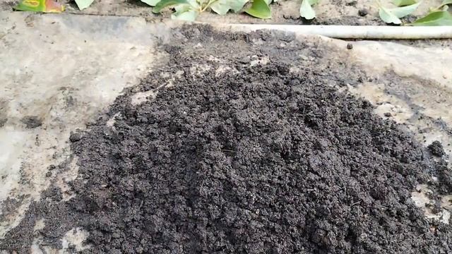 How To Mangosteen Tree Cuttings Technique To 100% Work || Mangosteen Cultivation Technique