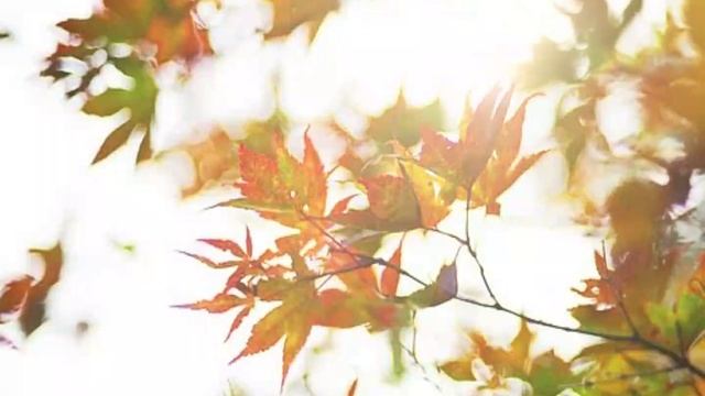 А. Розенбаум смотреть онлайн