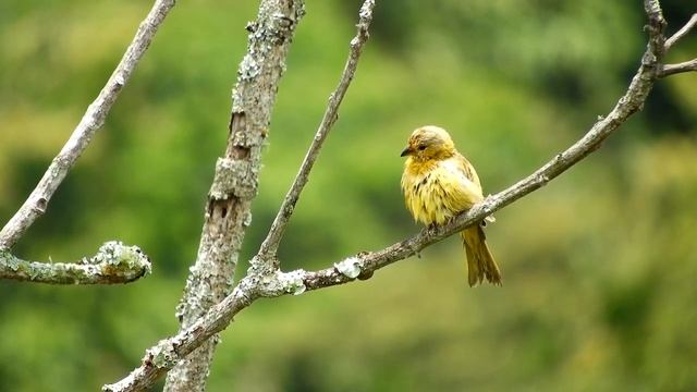 Расслабляющая музыка с пением птиц - красивая фортепианная музыка, утренняя музыка