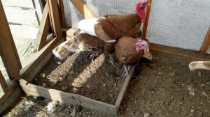 ИНДЮКИ УЗБЕКСКИЕ ПАЛЕВЫЕ