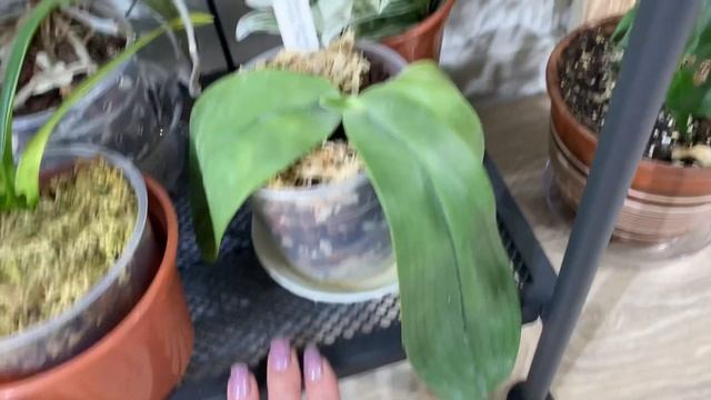 Phalaenopsis Gigantea . Условия содержания , обзор цветения и уход ??