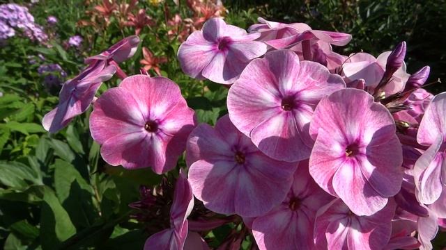 Флокс метельчатый Русская Красавица. Автор: Репрев Ю.А. Год: 1995. смотреть онлайн