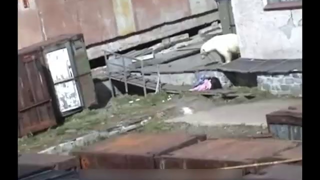 Нападение медведя смотреть онлайн