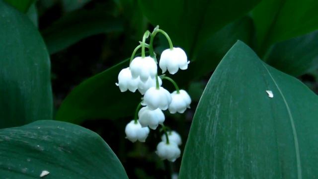 Ландыши. Футаж смотреть онлайн