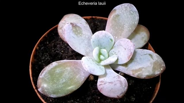 Botanic - Echeveria lauii смотреть онлайн