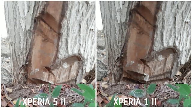 Sony Xperia 5 II vs Sony Xperia 1 II Camera Test смотреть онлайн
