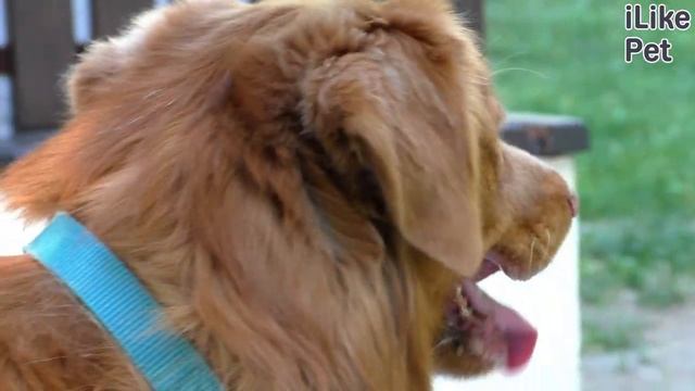 Как ухаживать за толлером? смотреть онлайн